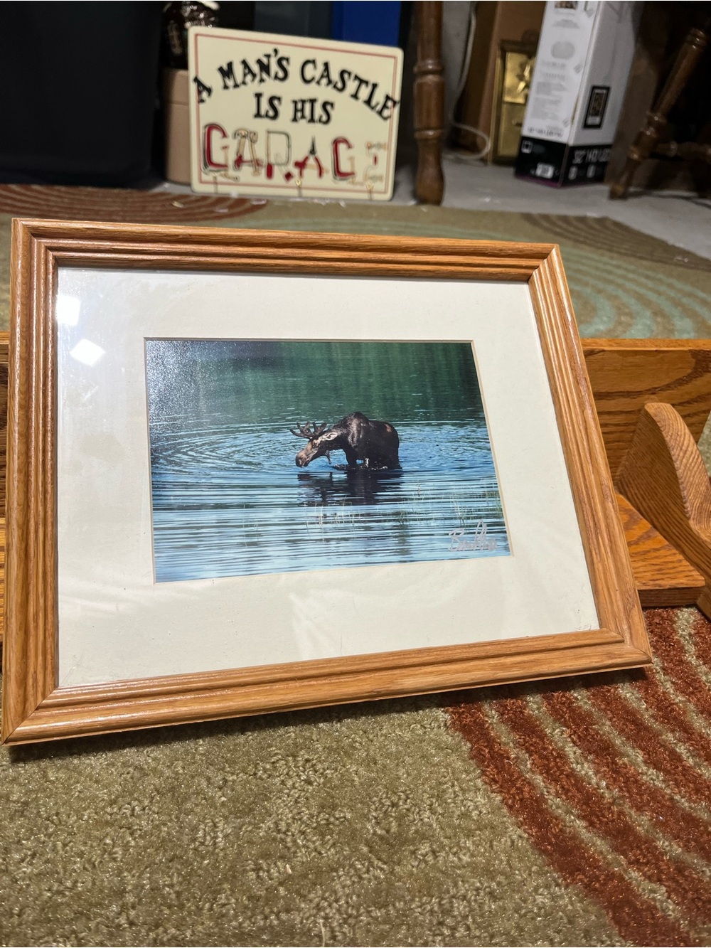 Framed Moose Photography Print in Light Brown Frame